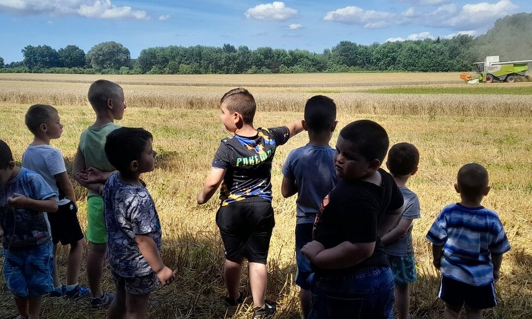 Nyári pillanatképek